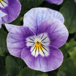 Petit Lavender Pink Face