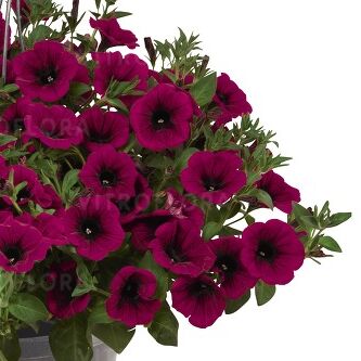 Sweetunia™ Kardinal (Surprise)