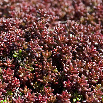 Coral Carpet