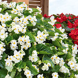 Big White, Green Leaf