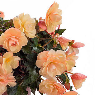 Fragrant Falls® Peach