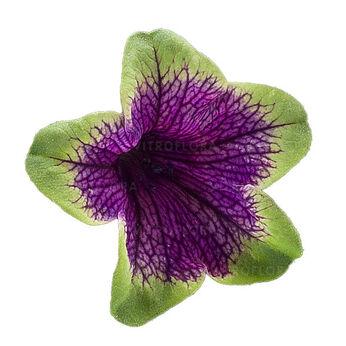 Tea Purple Green Edge
