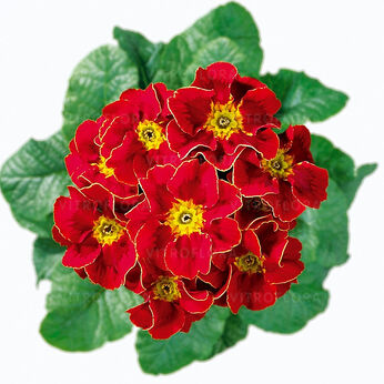 Hethor Tagetes Red - średniowczesna