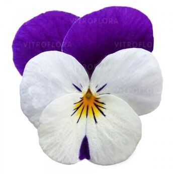 Cornet White Violet