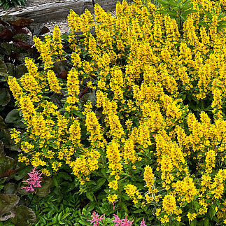 Lysimachia punctata