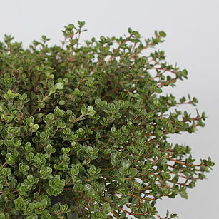 Coccineus