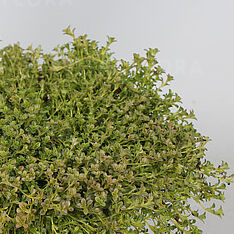 Albiflorus
