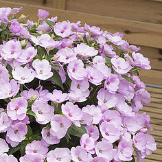 SunPatiens® Orchid Blush