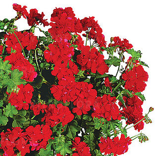 Temprano Bright Red