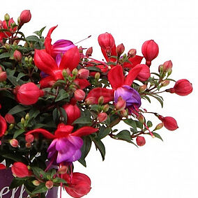 Bella Fuchsia® Sonja