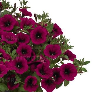 Sweetunia™ Kardinal 2027 (Intrinsa)