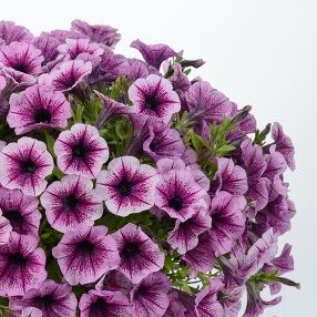 Littletunia Pink Splash