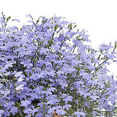Laguna Trailing Sky Blue