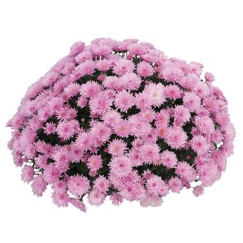 Remos Lilac
