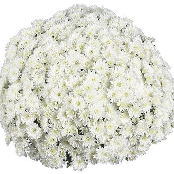 Fair White