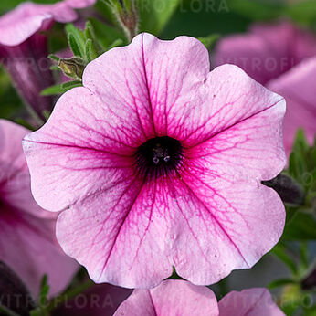 ColourCloud Pink Eye