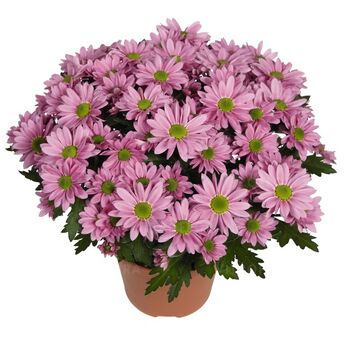 Swifty Light Pink