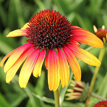 Fiery Meadow Mama