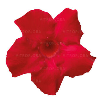 Sundaville® Classic Velvet Red