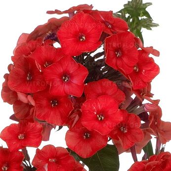 Flame® Red