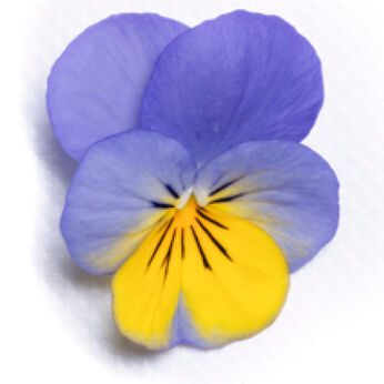 Vivaldi Blue Yellow Lip