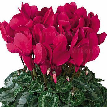Halios HD Grenadine 2076