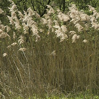 Phragmites australis