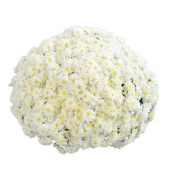 Magnifica Plein Nord