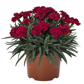 Peman Red