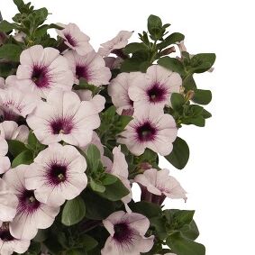 Sweetunia™ White Orchid (Surprise)
