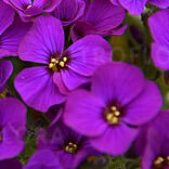 Rock on Purple
