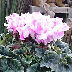Halios Curly® Fuchsia Clair & Flamme
