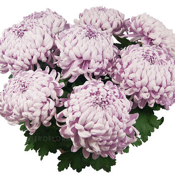 Salambo Rose
