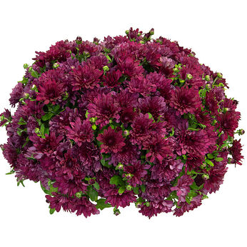Buzz Purple