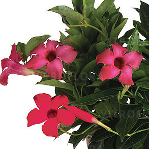 Flordenia Neon