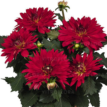 XXL Ruby Red