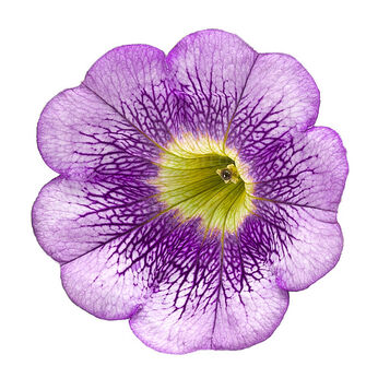 Tea Upright Lilac Sun