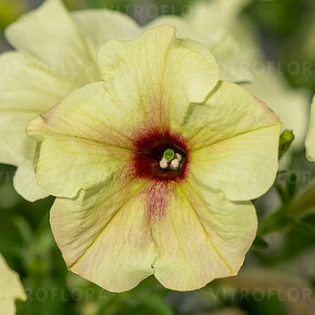 ColourCloud Lime Punch
