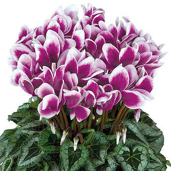 Halios Fantasia Decora Violet Fonce 2396 (Purple Silverleaf)