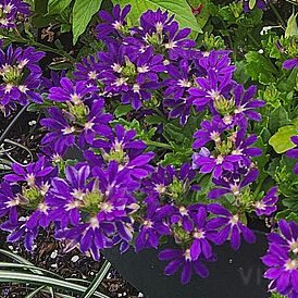 Surdiva Blue Violet Impr.