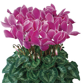 Halios Violet Flamme 2160
