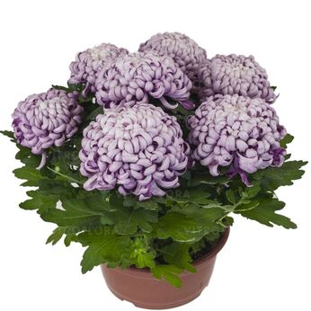 Cosmo Purple