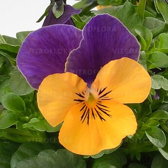 Cornet Orange Violet Wing