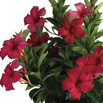 Flordenia Dark Red