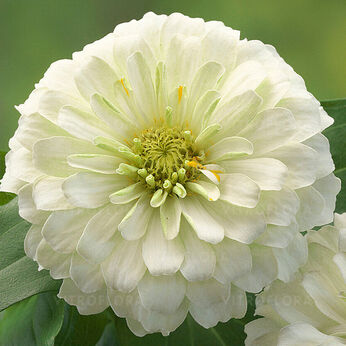Preciosa White