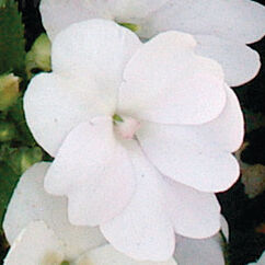 SunPatiens® White
