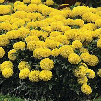 Taishan Yellow