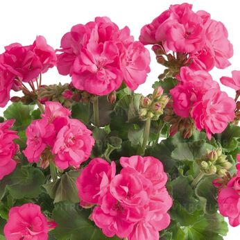 Trendix Hot Pink