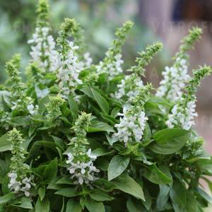 White Basil