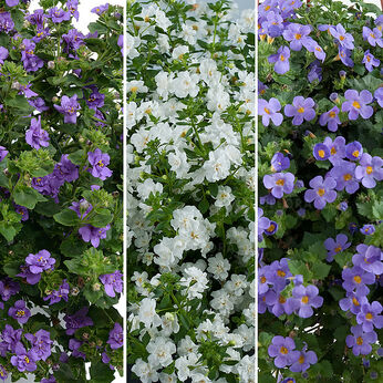 FloraSet Scopia
